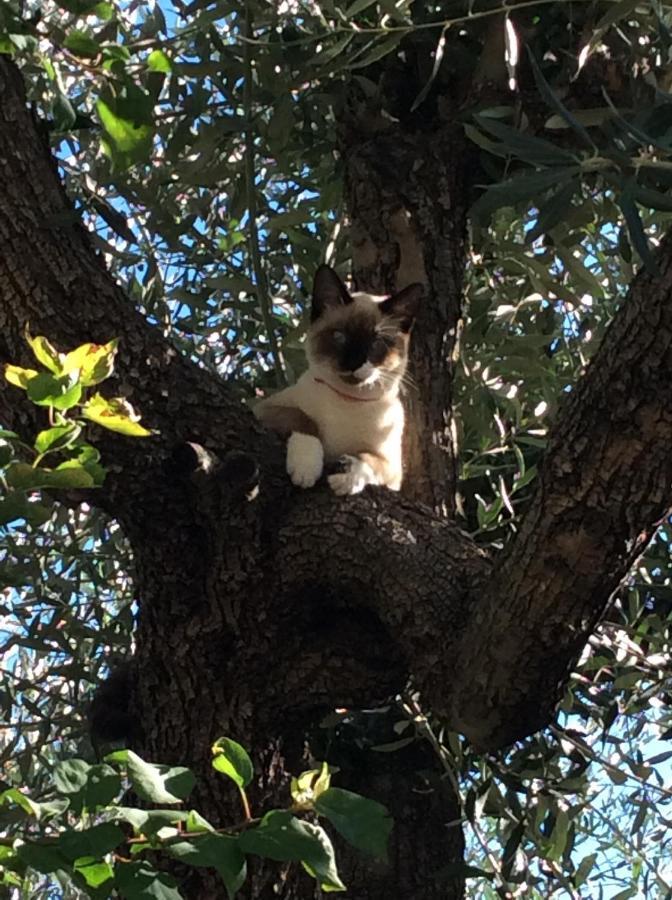 La Maravilla Peñíscola Εξωτερικό φωτογραφία